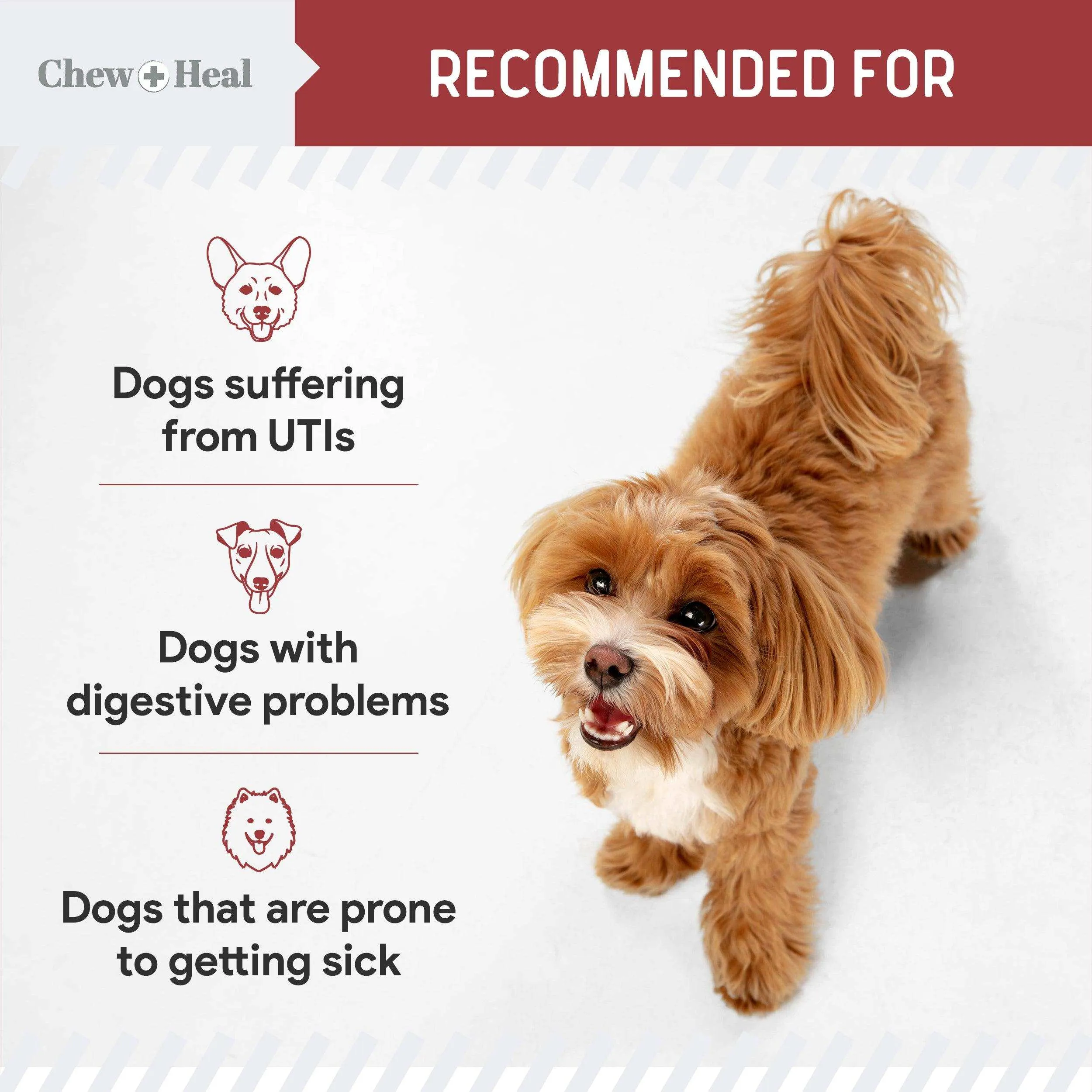 Chew   Heal UTI Treatment Cranberry Chews for Dogs