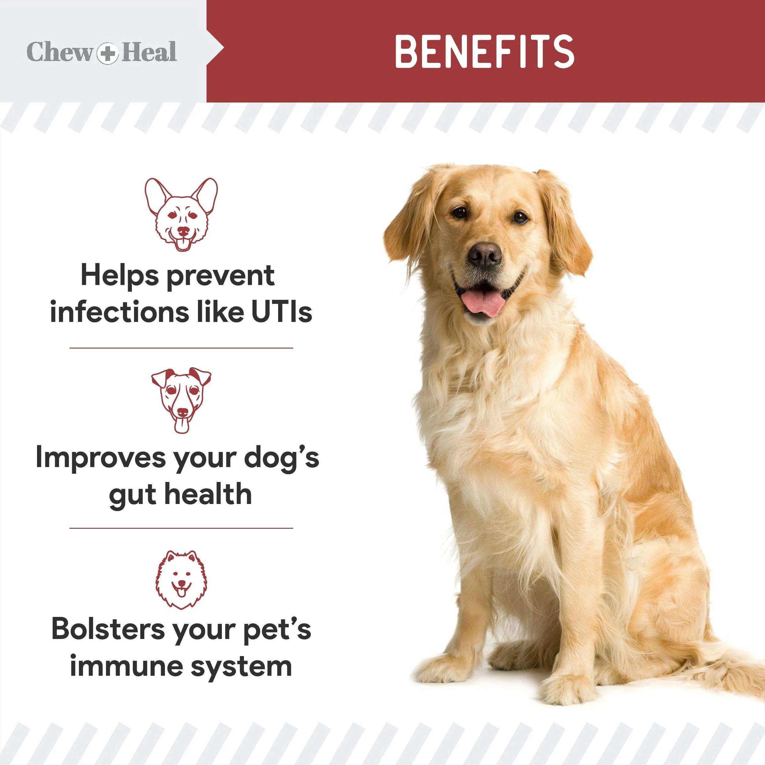 Chew   Heal UTI Treatment Cranberry Chews for Dogs