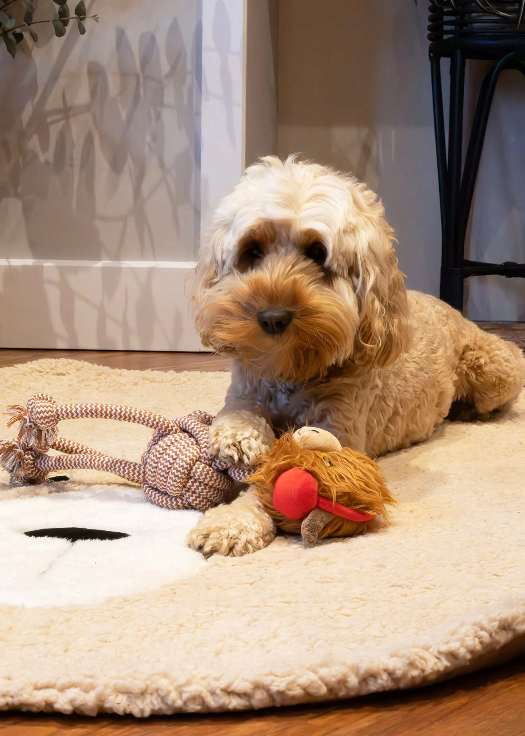 Colin Cow | Christmas Rope & Plush Dog Toy by Cupid & Comet