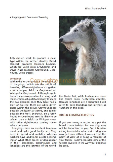 Lurchers as Pets