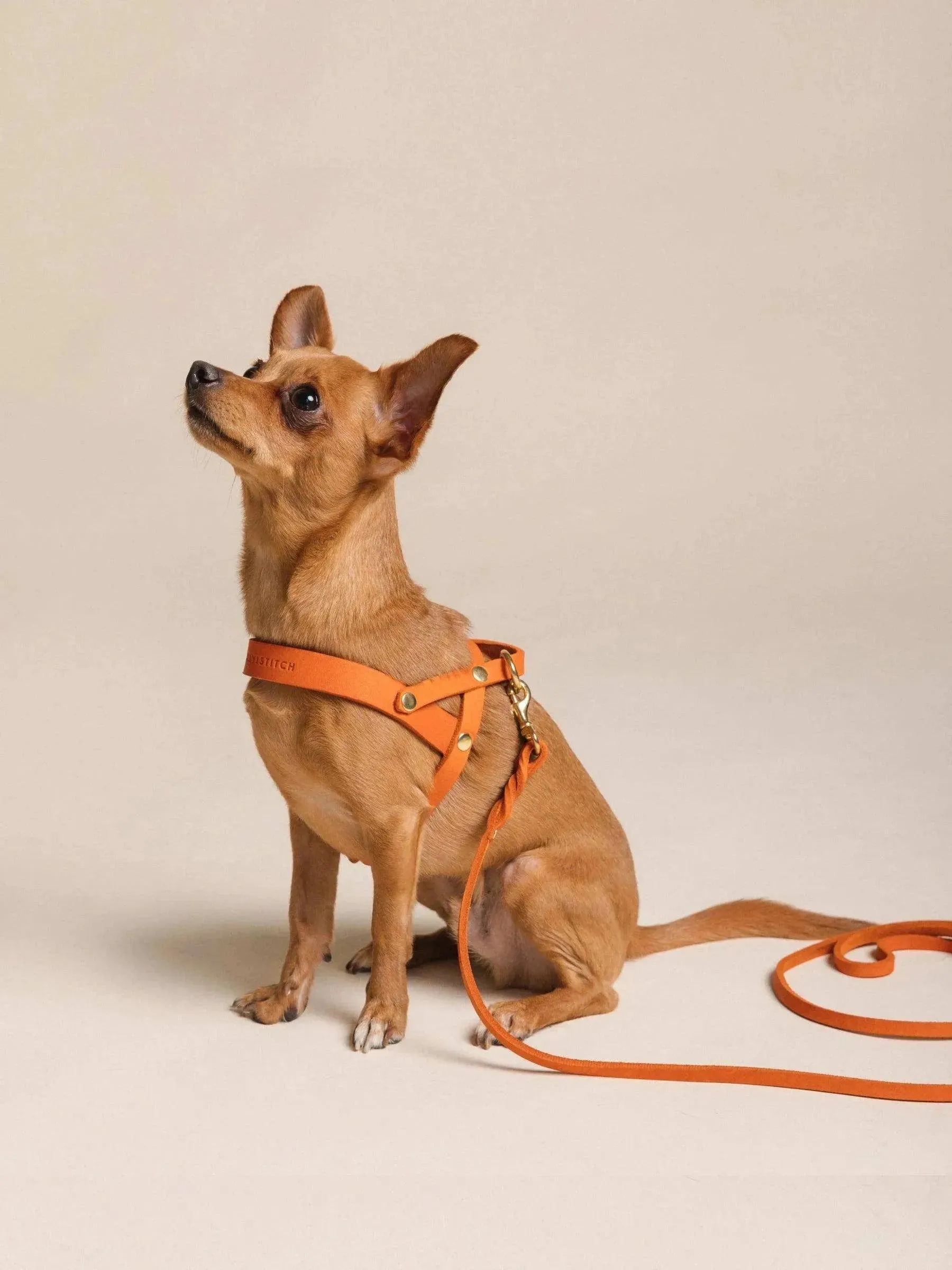 [MANGO] BUTTER LEATHER DOG HARNESS