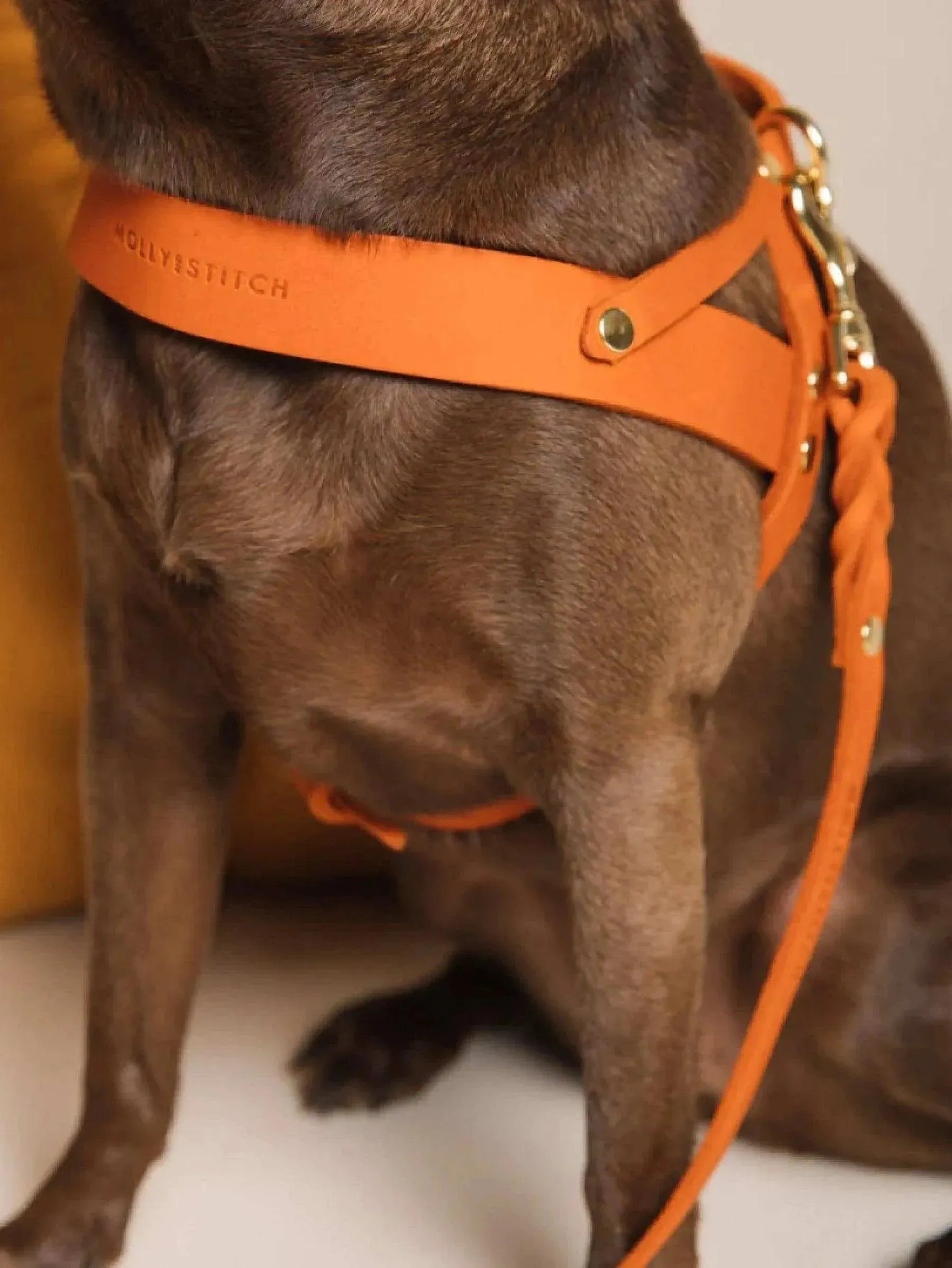 [MANGO] BUTTER LEATHER DOG HARNESS