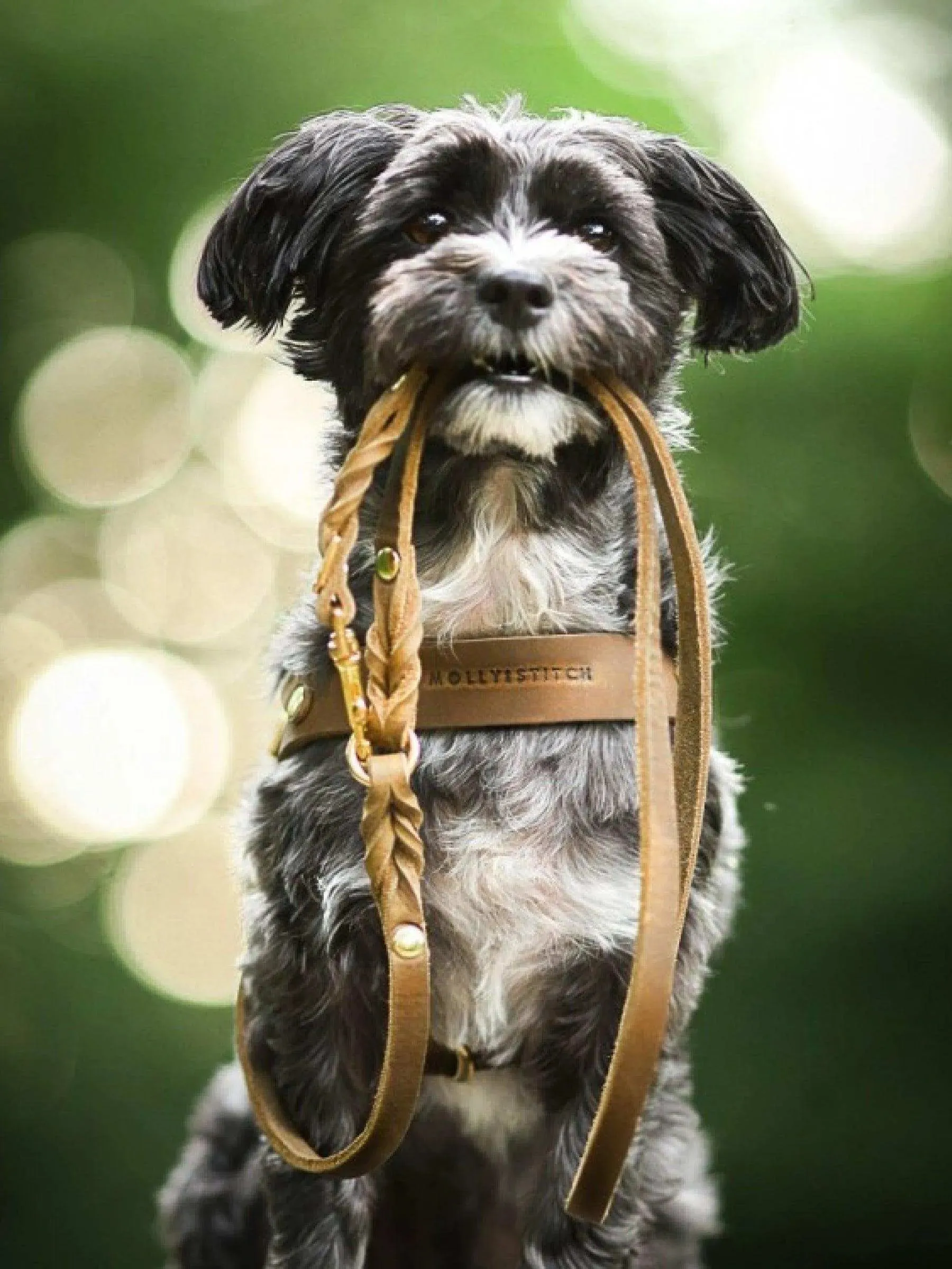 [OLIVE TREE] BUTTER LEATHER DOG HARNESS