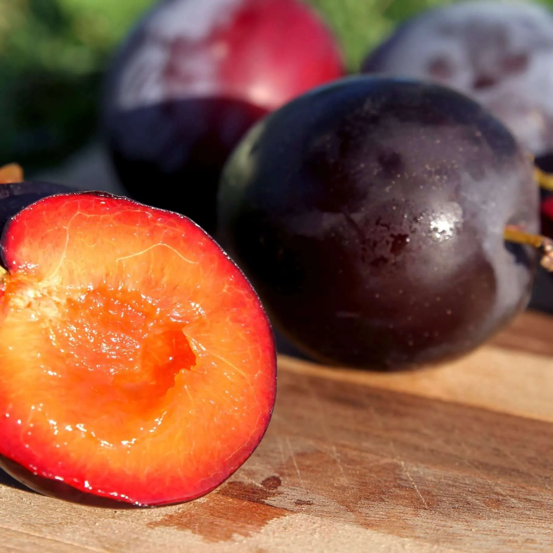 Santa Rosa Plum Tree