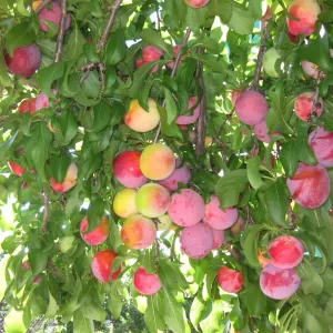 Santa Rosa Plum Tree