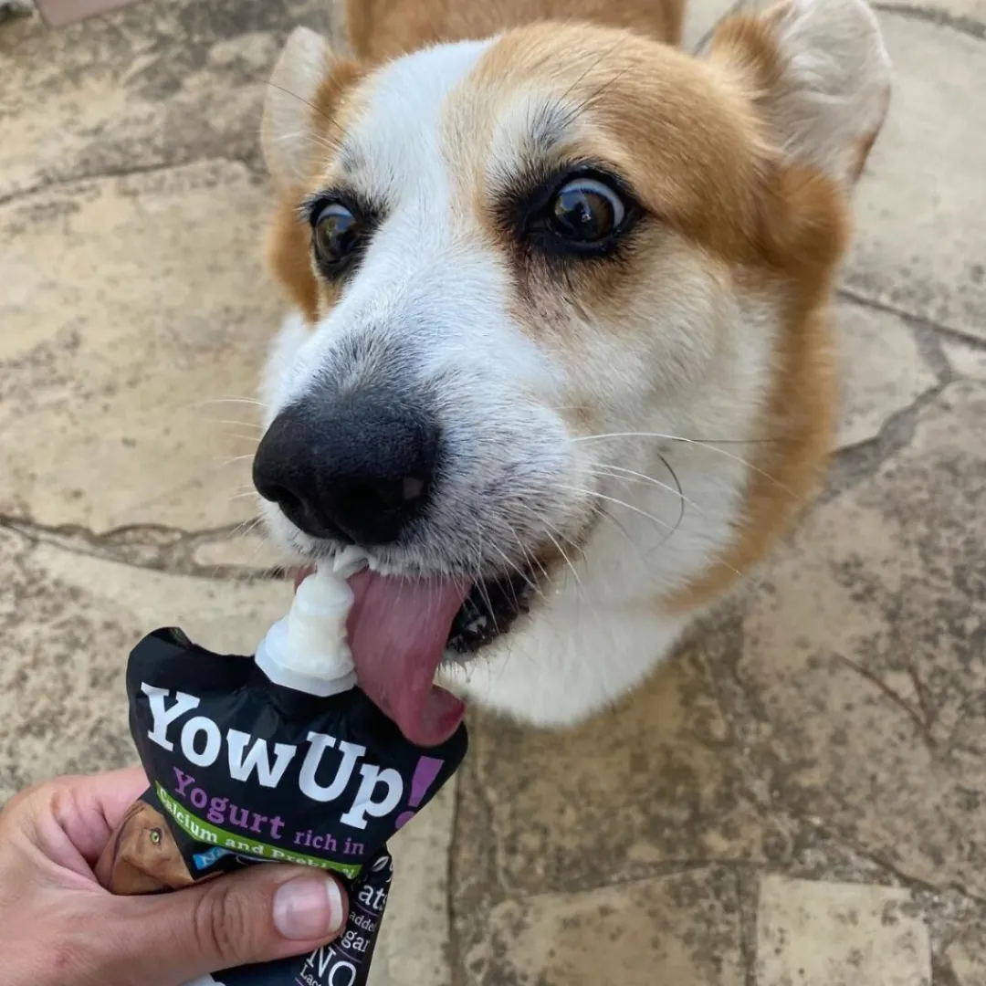 YowUp! Dog Yoghurt - Turkey L.Casei Probiotics