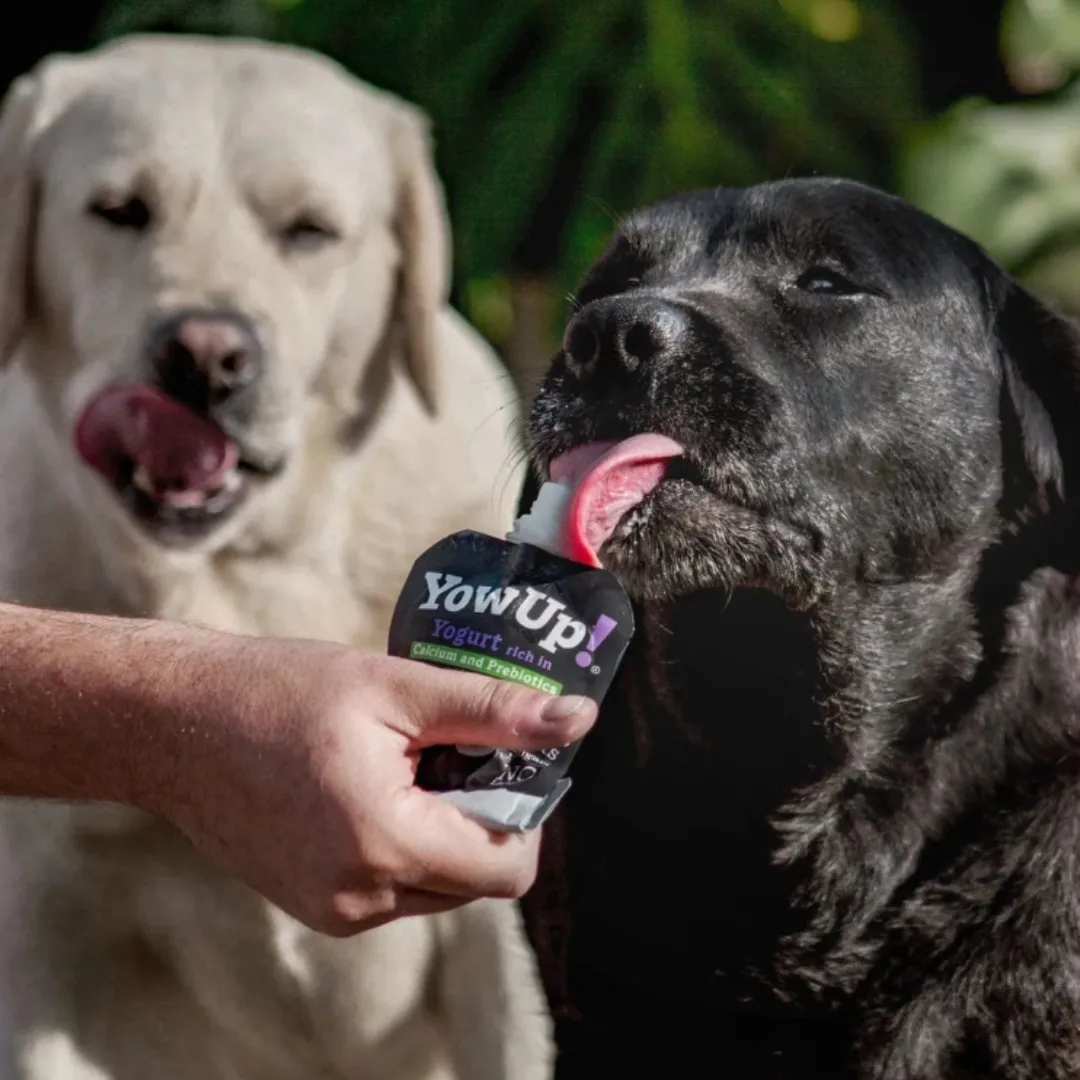 YowUp! Dog Yoghurt - Turkey L.Casei Probiotics